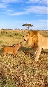 “POV: When a baby wild boar and a young lion decide to scream louder than each other!”