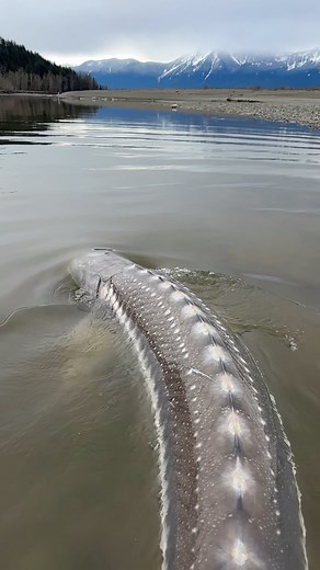 7.4K views · 2.3K reactions | Is this the most beautiful fish you’ve ever seen? The Fraser River is the best place in the world to fish for the largest freshwater sport fish! | Yves Bisson Sturgeon Co. | Facebook
