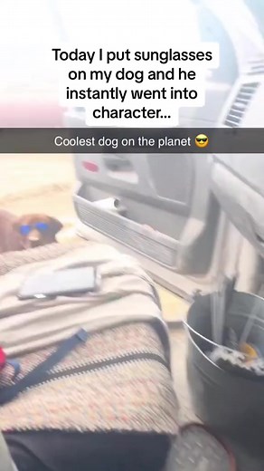 5.6K views · 579 reactions | 藍 | Dog World | Facebook