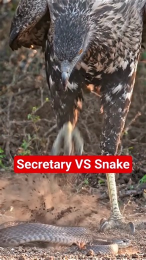 secretary VS Snake #foryou #viral #shortvideo #secretary #snake #trending #birds