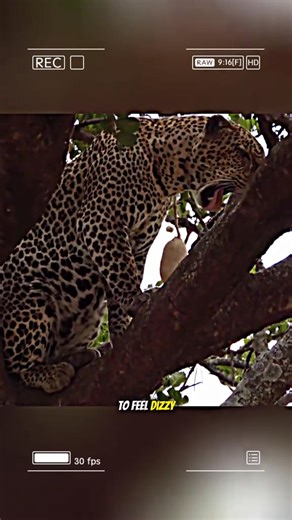 The leopard got poisoned after eating a zebra. #wildanimals #animals #fyp | Animals Scenes