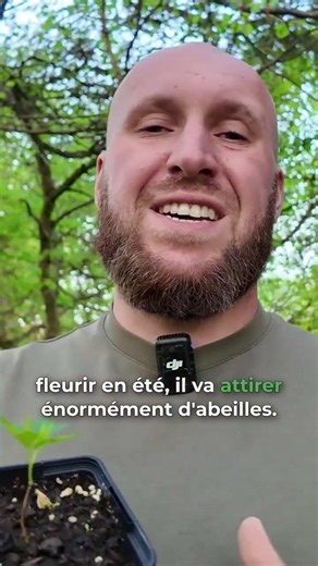 The bees' favorite tree?