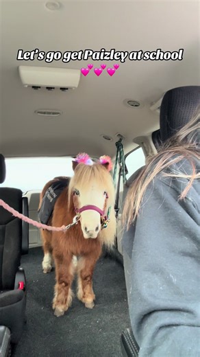Taking Miss TT to pick Paizley up at school. She absolutely loves when I do this 💕 #horses #minihorse #ponies #therapyhorse #horsetraining