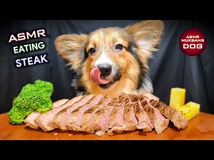 ASMR Mukbang Corgi Dog Eating Beef Steak 🥩