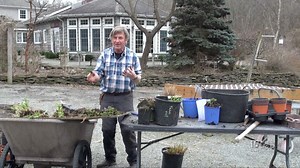 Dividing Your Perennials