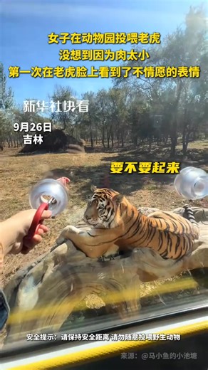 12K views · 84 reactions | A woman was feeding a #tiger at the zoo when she offered it such a small piece of meat that, for the first time, she saw a look of unimpression on the tiger's face. #FunMoments | China News 中国新闻网 | Facebook