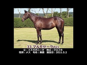 2022年度 33マルモセーラの21（父イスラボニータ）