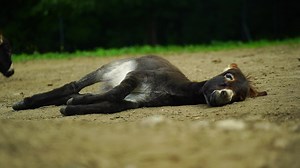 Download Video of Donkey in zoo for free