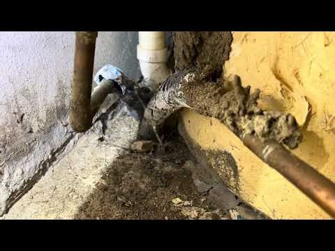 Why Do I Have Termites In My Bathtub In Frisco TX - Knock Em Dead Pest Control