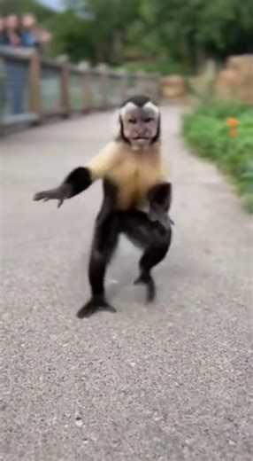 Dancing Monkey Shows Off His Moves 😭💃🐒
