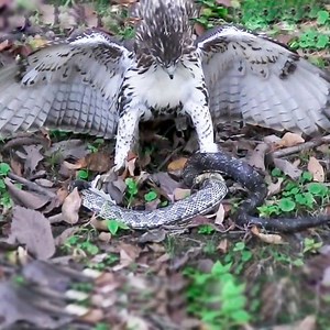 4.5K views · 93 reactions | Hawk vs Snake Animal's World | Animal Life | Facebook