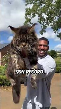 Ce que personne ne sait sur les chats Maine Coon