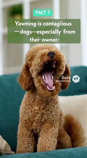 10 Surprising Dog Facts You Didn’t Know 🐶🐾