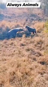 All about animals #facebookreels #facebookvideo | Animals Geography