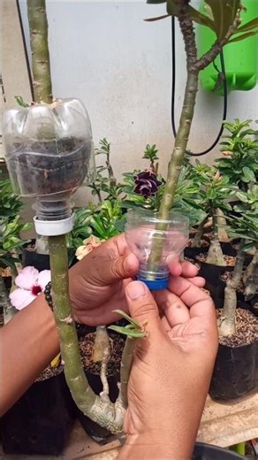 Tips for Propagating Adenium 👌