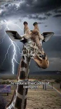 The Terrifying Reason Giraffes Freeze During Thunderstorms