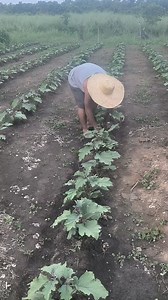 10K reactions · 496 shares | Magtanggal ng unang bunga Ng talong. #lowcostbackyardfarming #eggplant #talong #halaman #buhaybukid #farmlife #farming #organicfarming #magpasalamatsabiyaya | Bendaña Bautísta Leonel | Facebook