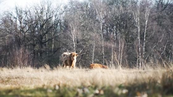 The role of English longhorn cattle in rewilding Britain