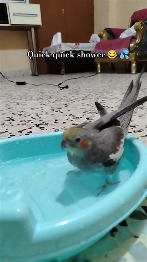 my bird take a shower 🐥💦 #shorts #birds