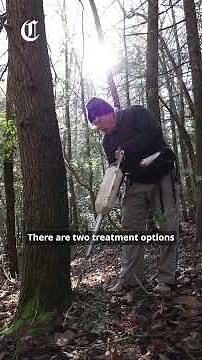 Hemlock trees still battling against invasive species in the region