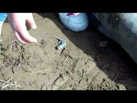 How to catch wild lizards!