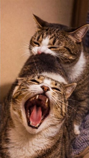 Cat Sneak Attack 😼 Funny Cat Reaction #Shorts #catvideo