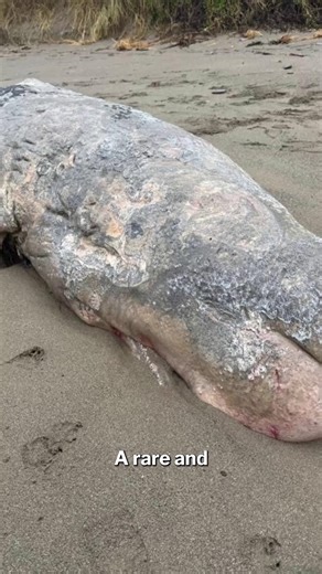 A dead sperm whale was found stranded on a beach in Devon after also being sighted on the Cornwall coast | Devon Live