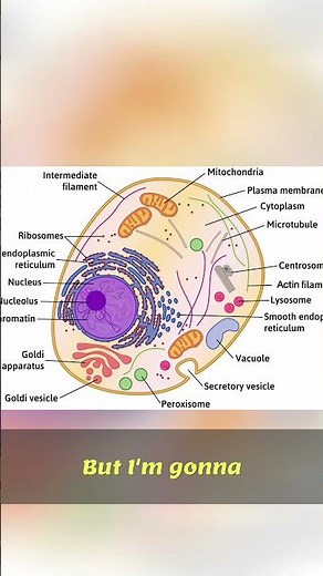 Eukaryotic Cell: Mastering Organelles & Endomembrane System