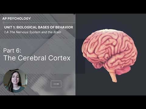 Unit 1A Part 6 The Cerebral Cortex