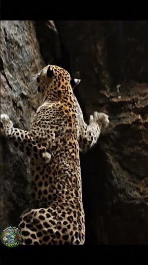 Snow Leopard Hunts Mountain Goats on Deadly Cliffs 🐆🏔️ | Animals of Our Earth #wildlife #nature