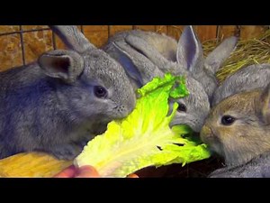 Крольчата едят салат-латук