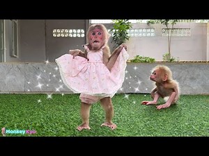 So funny! Monkey Kyo runs to take a bath and put on new clothes to surprise BuNa!
