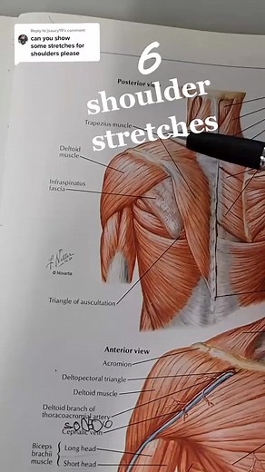 🟡 Shoulder feel good stretches. These provides mobility and different directions about the shoulder blade and glenohumeral joint. These can be used as a nice break time stretch from sitting at your desk. See your doctor prior to performing exercises or for pain. This is not for a specific condition and this is not to treat pain. #shouldermobility #PhysicalTherapy #chiropractic #physicalmedicine #shouldexercises #shoulders | Bannockburn Chiropractic & Physical Therapy