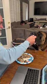When your GIANT dog is the PICKIEST eater ever! #dog #dogs #cutedog
