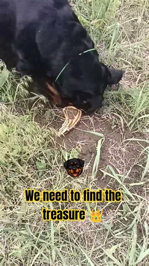 Rottweiler on a Treasure hunt 🐶