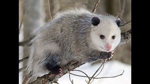 VERIFY: Yes, Opossums Hardly Ever Get Rabies