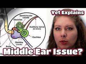 Vestibular Disease in Dogs & Cats: What's the Most Likely Cause?