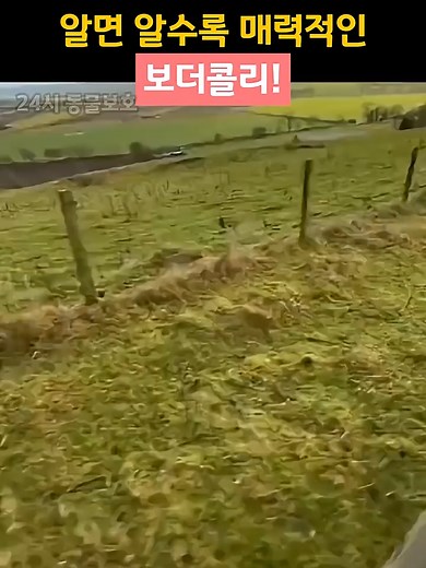 매력적인 보더콜리 강아지 분양 안내