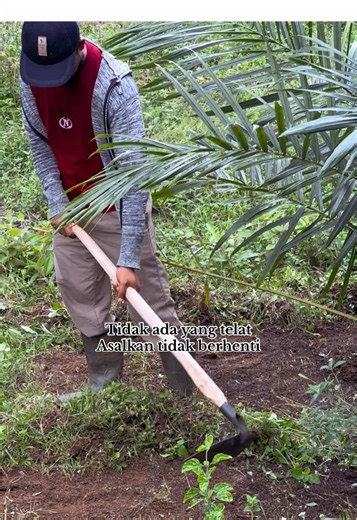 Perawatan dan Pruning Kebun Sawit yang Efektif