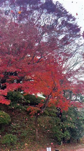 Exploring Autumn in Uji, Kyoto, Japan