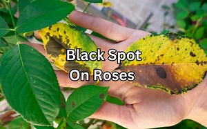 Black Spots on Roses: Keep Your Garden Looking Beautiful - Simplify Gardening