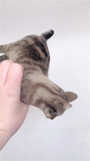 I am so excited for next year’s Make-Your-Cat class! During this 5 day class, we will learn how to make a sculpture of your own cat. Techniques include making a wire armature, felting the body true to anatomy, color blending, glass eyes, whiskers, attaching fur and getting a smooth finish. Class is 9am-5:30pm each day June 1-5, 2026 in Marion, Ohio. Please send a message or email megan10-2@hotmail.com with any questions or are interested in attending. | The Woolen Wagon