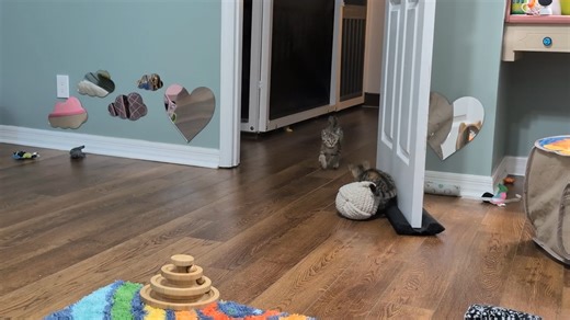 Robyn Anderson on Instagram: "The way these kittens SPROING! into the air with very little effort is so amazing to me! (Video is from yesterday - Sashay's off being spayed today and I imagine is doing very little sproinging at the moment.)"