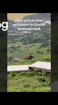 Grizzly Bear And Cubs Encounter In Glacier National Park || ViralHog