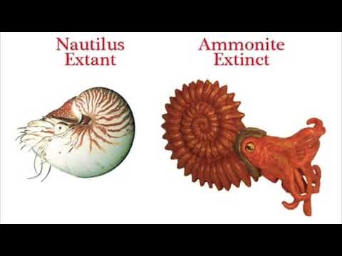 Ammonite Extinction and Nautiloid Comparison
