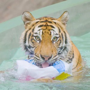 1.9K views · 78 reactions | Adira having a grrrreat time in the pool with her beach ball!  | Dreamworld Australia | Facebook