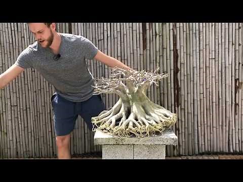 Thai Socotranum Adenium Bonsai Tree - Part I