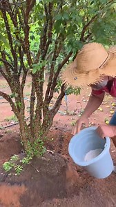 Fertilization I used 800g of dolomitic limestone filler; 400g of super triple; 300g of urea and 400g of potassium chloride. Repeat this fertilization three times a year. Come with me. #field-000 #agro #country #interior | LLja Snodgrass