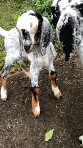 Primitive Forest Cooking | 2 Egg Omelette on a Heated Stone#junglelife #wildlife #tips