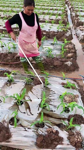 Give liquid fertilizer to newly grown plants #shorts